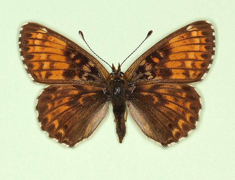 Melitaea cinxia female (aberrant form horvathi 2) (Internet Image property of respective owner, non-commercial use only)